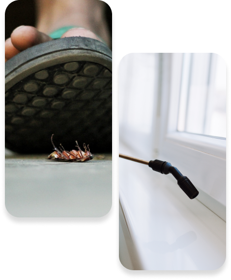 Cockroach Control