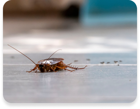 Cockroach Control