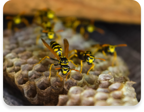 Wasp and Hornet Control