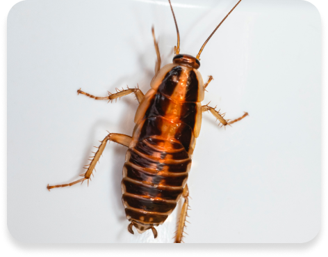 Cockroach Control